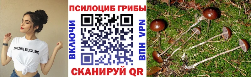 Купить  Инсар  Псилоцибиновые грибы Cubensis 